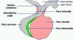 2- Intermediate lobe (pars intermedia) is a narrow area lies between the anterior and posterior lobes of the pituitary.