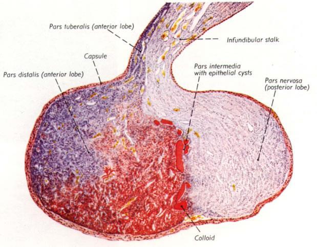 2- The Intermediate lobe contains three types of cells - basophils (secrete melanocyte stimulating hormone ),