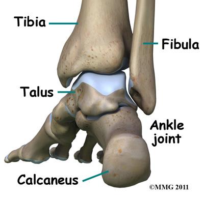 The bottom of the talus sits on the heel bone, called the calcaneus.