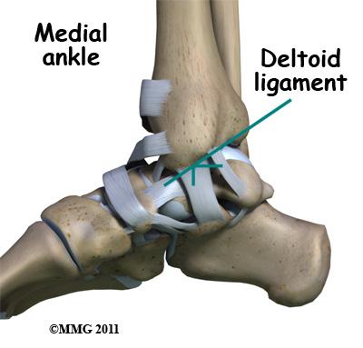 This guide will help you understand what parts of the ankle are ivolved what types of conditions are treated with ankle arthroscopy what to expect before and after ankle arthroscopy Anatomy Ligaments