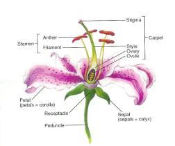 Sexual Reproduction Flowering Plants FLOWERING PLANTS (ANGIOSPERMS) Flower: reproductive organ of an angiosperm.