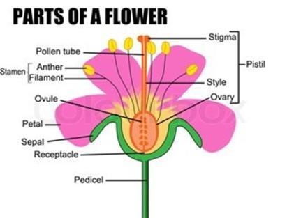 in the ovules, tiny chambers in the ovary of the flower Fertilization leads to the production of seeds, contained within the fruit (ripened ovary)