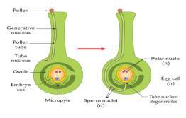 Tube nucleus: will form a pollen tube down through the style of the pistil to