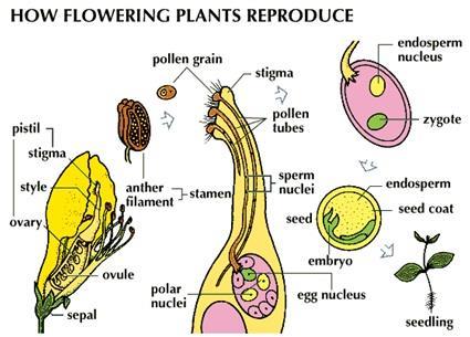 Cross-Pollination Between flowers on different plants Fertilization in a
