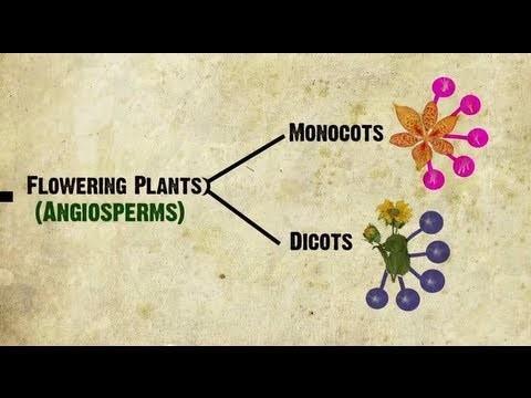Monocots vs Dicots Some angiosperms are monocots others are dicots Monocots and dicots refer to the number of seed leaves present Monocots one seed