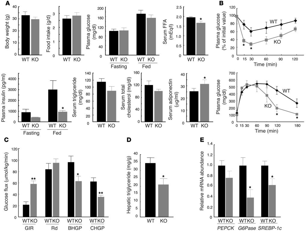 Figure 6 Metabolic characteristics of MCP-1 KO mice fed a high-fat diet. (A) Metabolic parameters of mice fed a high-fat diet from 12 to 24 weeks of age.