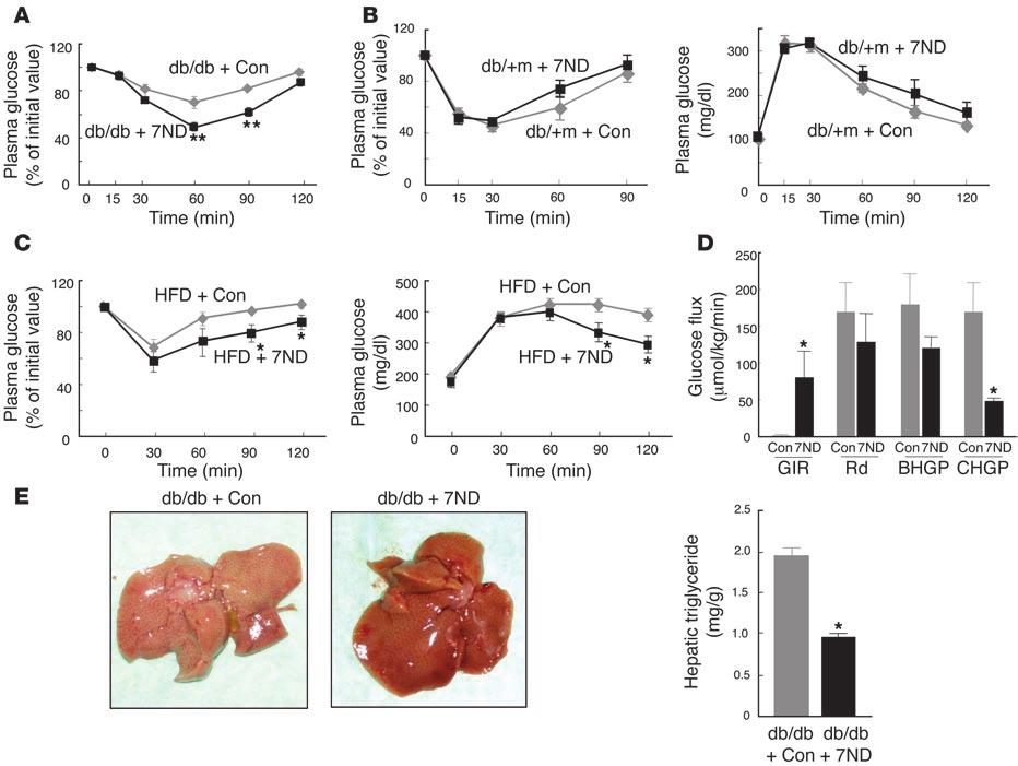 Figure 7 Effects of expression of the MCP-1 mutant 7ND on insulin sensitivity in obese mice.