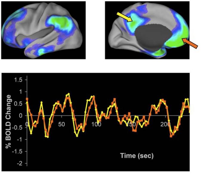 The activity of the brain at rest is ideal for estimating the connectome" By looking at regions that change together in time we can estimate their
