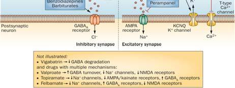 NMDA=N-methyl-D-aspartate receptor; mglur=metabotropic