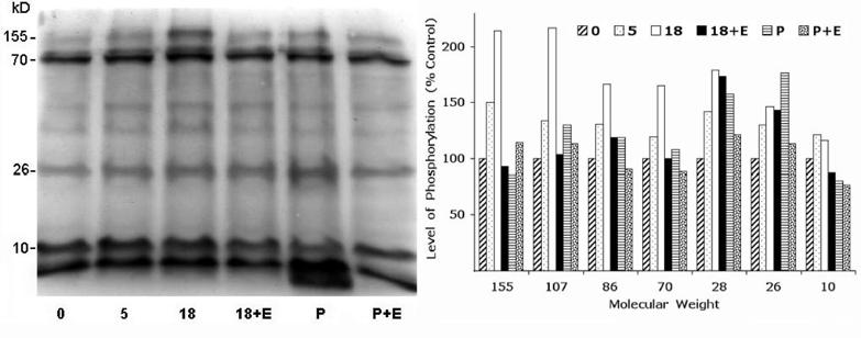 4 P. Morales et al. further increase in the phosphorylation of this band after the sperm were treated with epoxomicin and P. Figure 2.