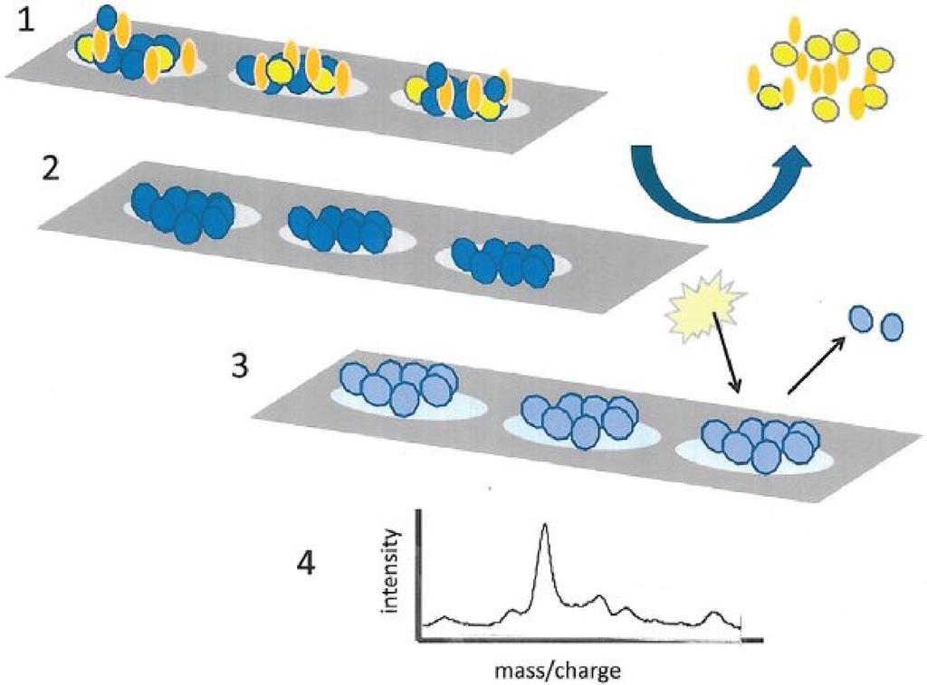 Process flow in SELDI-TOF-MS Surface enhanced laser desorption and time-of-flight mass spectrometry A complex protein mixture is applied to a ProteinChip Nonspecifically bound proteins are washed