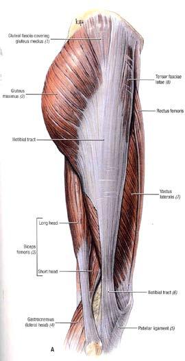 Iliotibial Band Tendinitis (Runner s Knee) ANATOMY The iliotibial band (or tract) is a thick band of tissue that starts on the pelvis and upper thigh and passes along the outside of the knee and