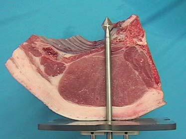 Yield Marbling Iodine Value Meat