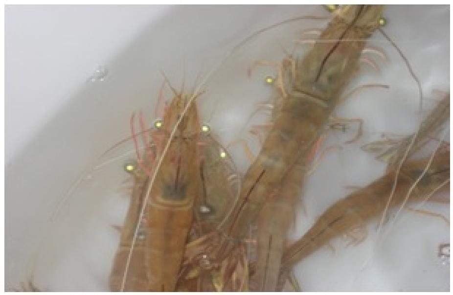 The Effects of Different Diets on Ovary Maturation and Spawning of Pond-reared White Indian Shrimp (Fenneropenaeus indicus) Alireza Salarzadeh Department of Fishery, Islamic Azad University, Bandar