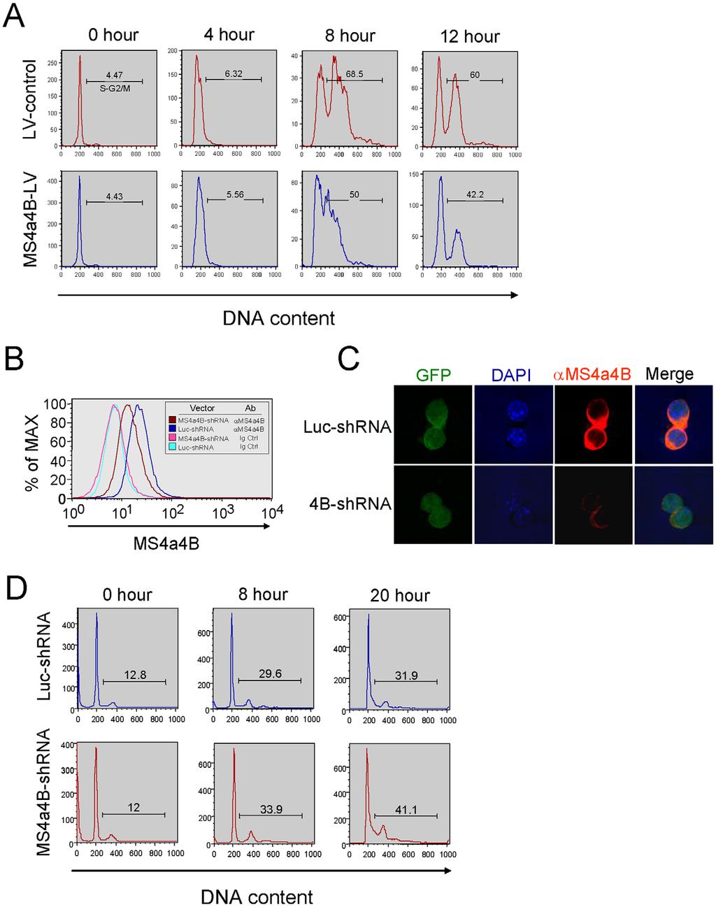 Figure 4. Expression of MS4a4B in T cells modulates cell cycle progression. A, MS4a4B-LV or mock LV-infected EL4 thymoma cells were synchronized by treatments with 2.