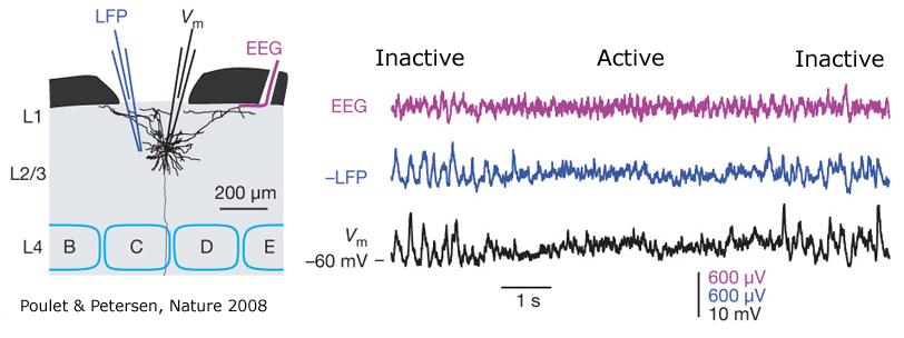 Activated and Inactivated Brain States in Cerebral Cortex Activated state: High-frequency, low-amplitude LFP and EEG Alert wakefulness and REM