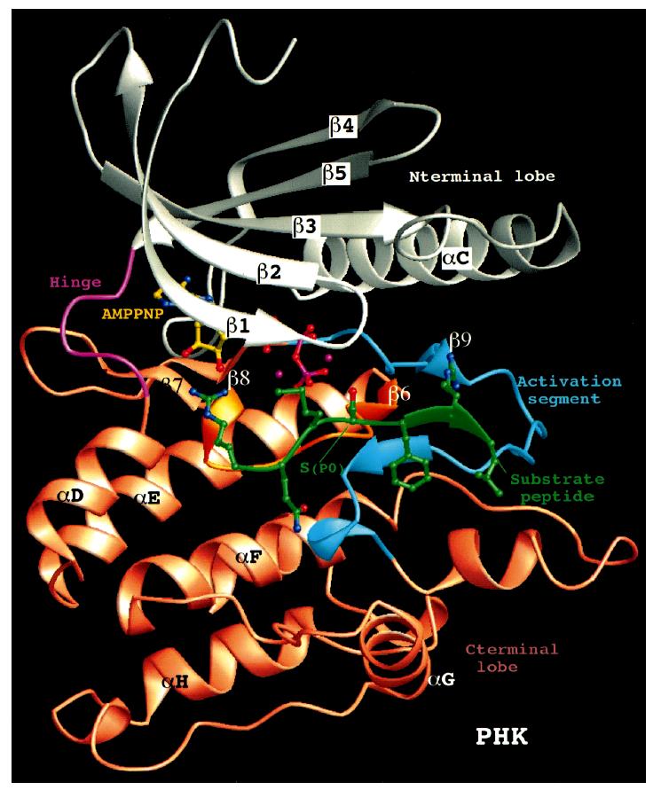 Phosphorylase Kinase Ternary complex: ATP