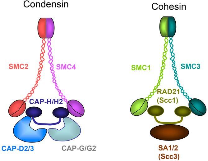 Cohesin and condensin complexes a Cohesin Complex Coverage: 74% (229 / 3110 samples) = 5 samples STAG2 (59) SMC1A (44) **PDS5B (33) **STAG1 (31) **PDS5A (26) *RAD21 (23) **WAPAL (23) STAG2 BLCA: