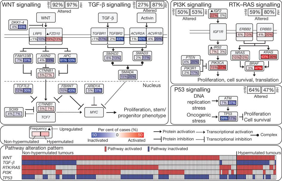 Cancer driver mutations target pathways Driver mutations confer a growth advantage to the tumor driver genes are members of cancer signaling pathways STAT PI3K MAPK TGF- RAS DNA damage control