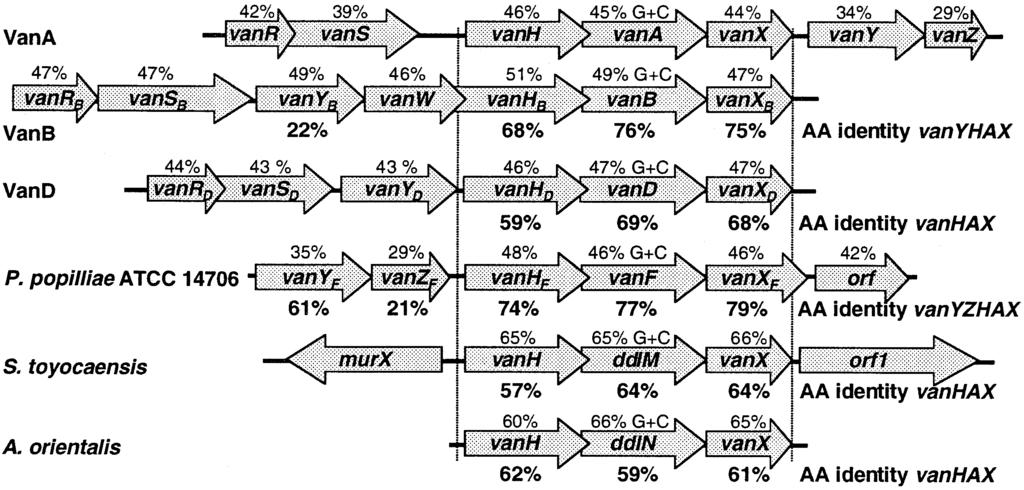 4 R. Patel / FEMS Microbiology Letters 185 (1999) 1^7 Fig. 1. Alignment of glycopeptide resistance gene clusters of VanA, VanB, and VanD enterococci, P.