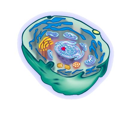 The Cell Membrane and Cellular Transportation Oct 20 7:07 PM Cell Membrane Forms a barrier between the cell