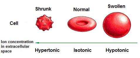 Osmotic Solution Types Isotonic solution solutions in which the solute concentration outside the cell is