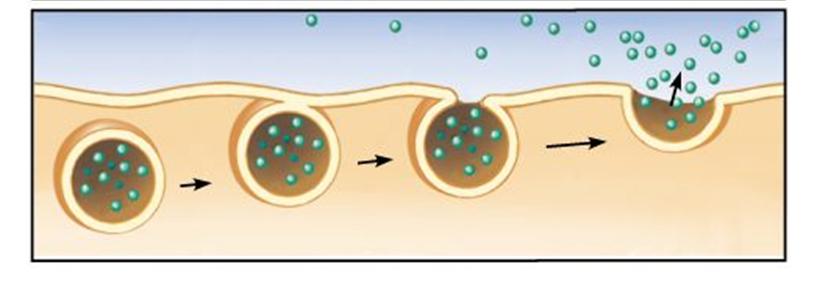 Exocytosis the process by which large molecules held within the cell are transported tot he external environment.
