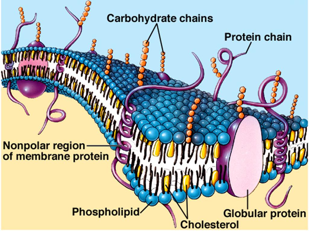 cell membrane and cellular transportation.