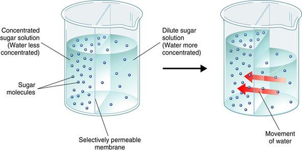 Osmosis Osmosis diffusion of water through a selectively permeable membrane from an area of high concentration to an area of low concentration.
