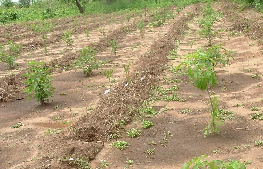 4 Results and achievements Setting up demonstration plots 8 hectres of land were ploughed and successfully planted with Moringa oleifera, Hibiscus sabdariffa, Aloe vera and Adansonia digitata.