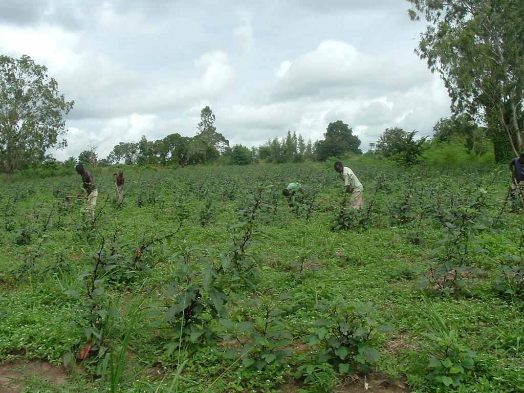 5 Figure 2: A section of the farm showing labourers weeding Training of the target farmers on how to cultivate the three plants, good harvesting techniques, and how to dry the produce using