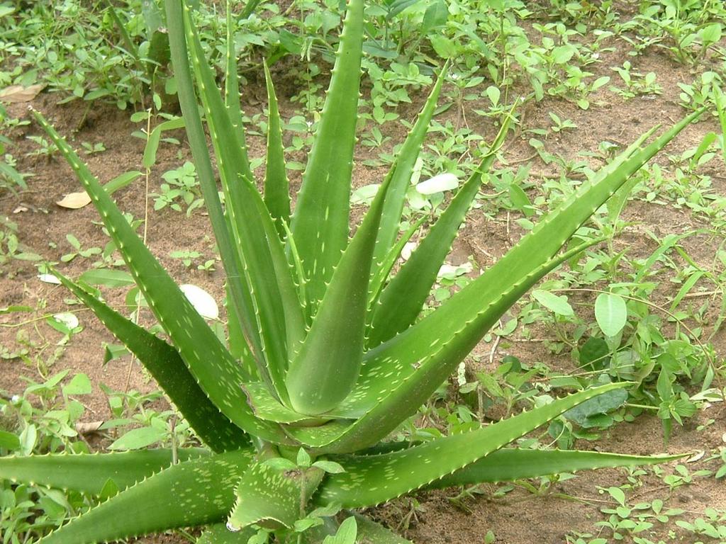 8 Figure 6: One of a few mature Aloe vera plants on the farm One workshop was conducted on 22 nd May, 2006 to promote cultivation of herbal nutritional supplements.