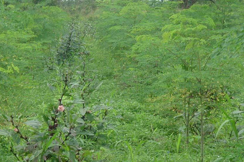 9 Figure 7: A section showing intercropping of Moringa oleifera with Hibiscus sabdariffa Deviation to planned activities: The implementation of the project has gone on very well despite problems that