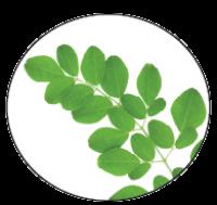 Leaf Powder in Veggie Capsules