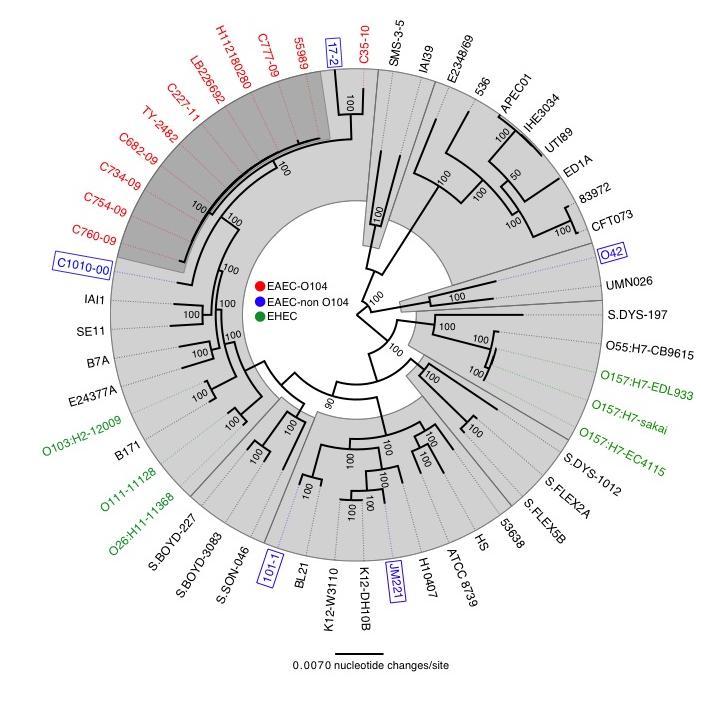 O104 Clade Whole genome phylogeny context By placing the outbreak strains in context of representative isolates of E.