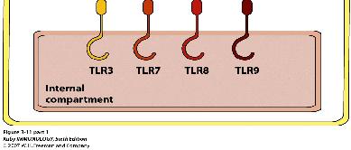 (lipopolysaccharide of Gram bacteria Viral proteins Production of interferon (antiviral) ssrna TLR-8 CpG unmethylated dinucleotides TLR-9 Toxoplasma profilin;
