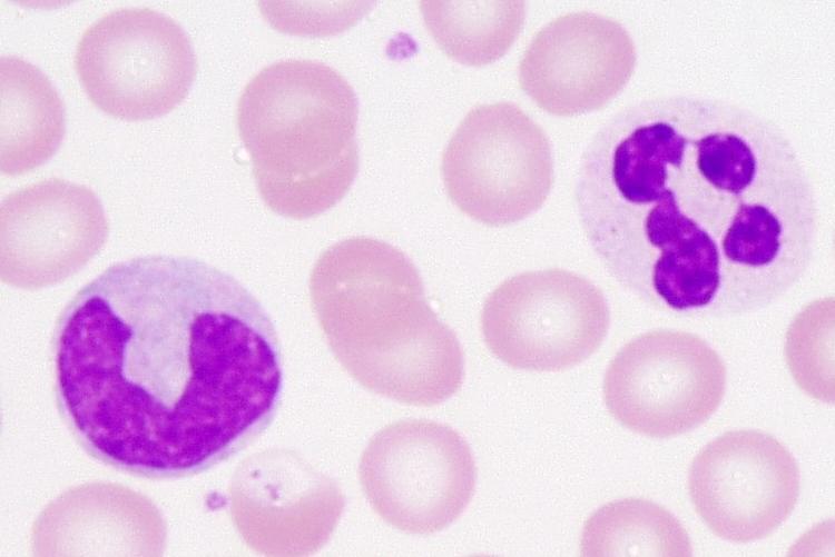 Phagocytes 2 types of circulaeng