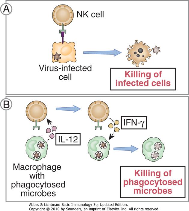 Natural killer cells NK cells Innate lymphoid cell, subtype of lymphocytes 10% of lymphocytes in blood and organs cytoplasmic