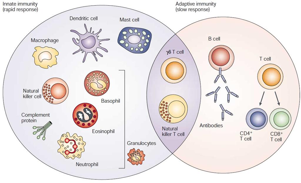 Innate and Adaptive Immunity Innate Immunity (rapid response)