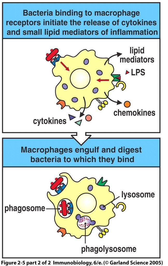 Endocytic PRRs MMR: macrophage mannose receptor