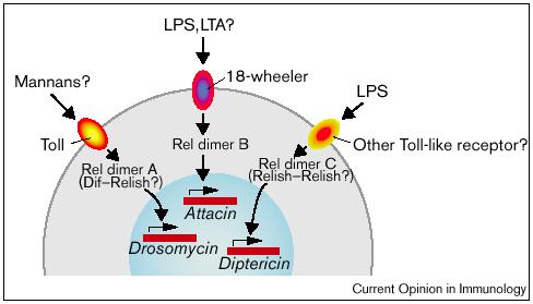 Toll-like receptors or TLR Toll = Drosophila gene controlling dorso-ventral polarisation (Anderson et al., Cell 1985, 42-779) Major role in immune responses in Drosophila.