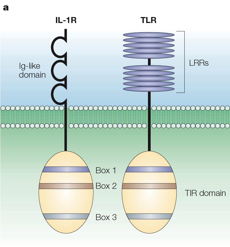 TLR structure Domaine Ig Leucinrich repeat (LRR) Domain TIR
