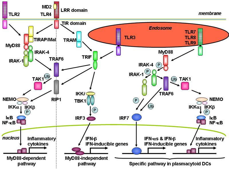 Adaptor molecules in TLR signaling MyD88: myeloid differentiation primary-response protein 88 TIRAP: TIRdomaincontaining adaptor protein (TLR 2 et