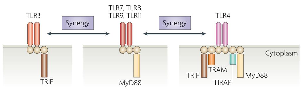 Cooperation and synergy between TLR