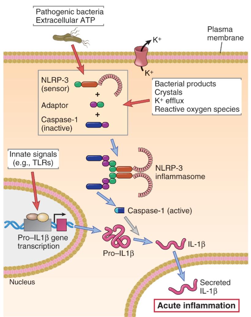 NOD-like receptors (NLR) and the