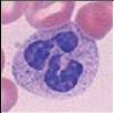 Phagocytes