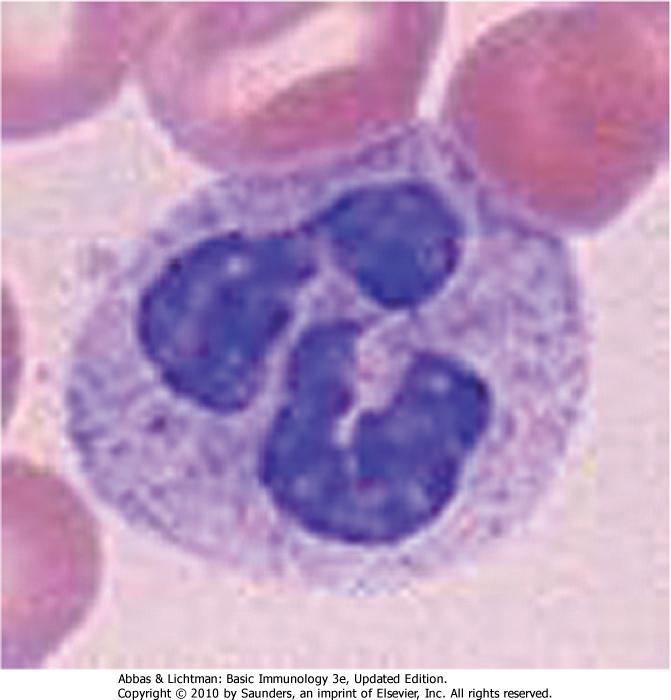 Neutrophils Circulating cells (> 50% of leucocytes), not found in healthy tissus but recruted in large numbers if inflammation Polynucleated + granules which stain for acidic and basic colorants (May