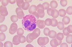 Eosinophils and basophils Are not phagocytes Mostly secretory functions Eosinophils: Granulation stained with acidic colorants (eosin orange in MGG) Bone marrow production induced by IL-5