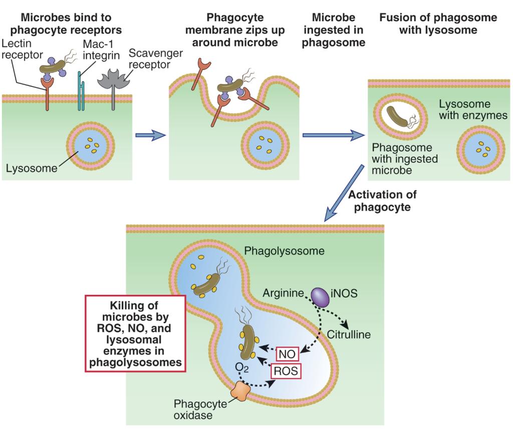 Phagocytosis and