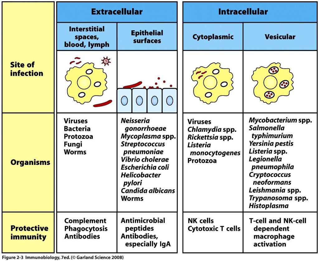 Pathogens can be found in various compartments of the body and of the cell The innate